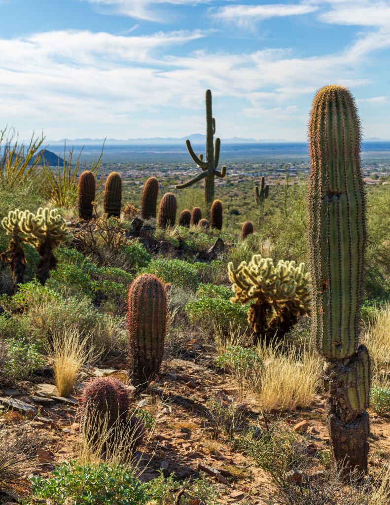 Cactus in Arizona Mountains