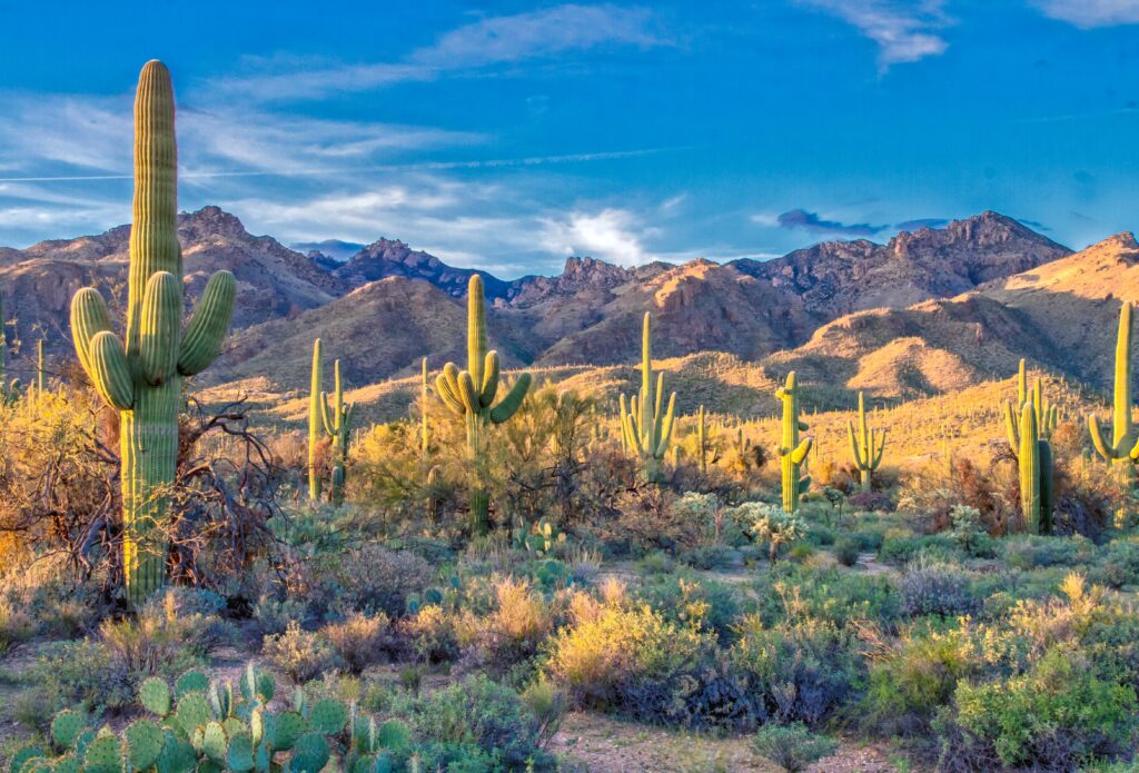 Arizona mountains and cacti